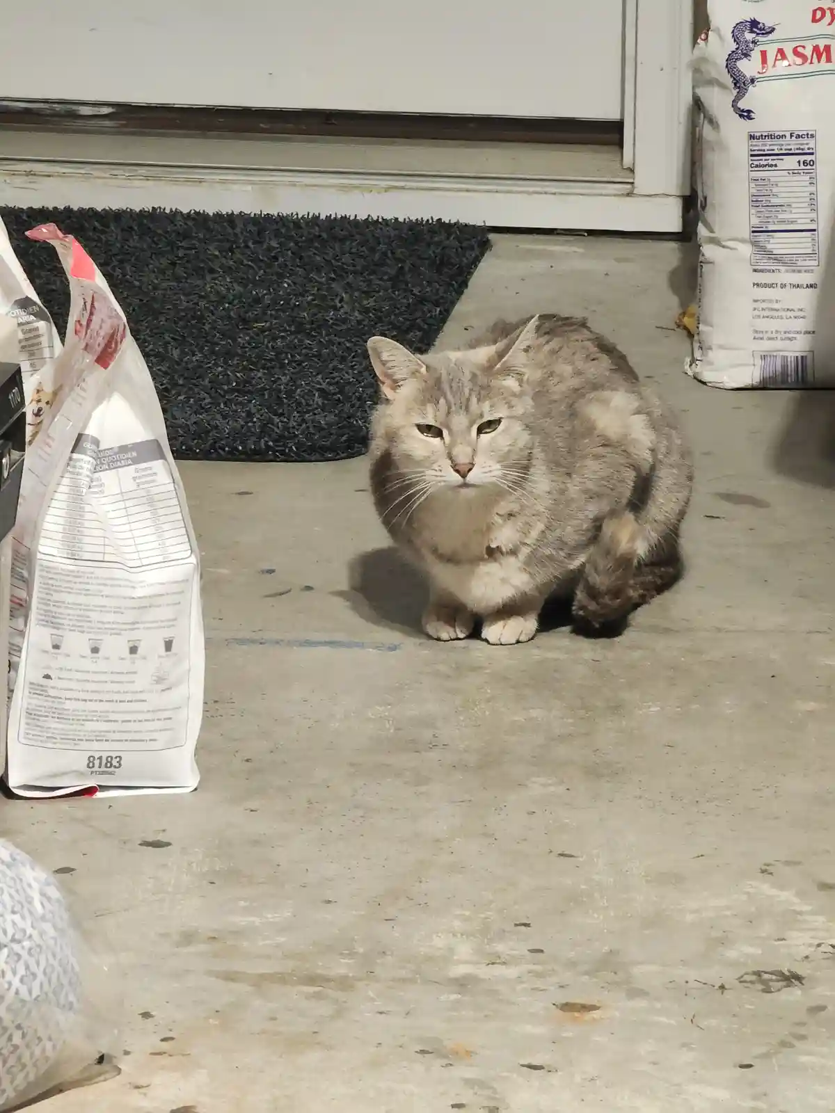 The Adorable CD-Collecting Cat