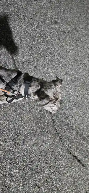 A gray and white brindle dog wearing a black harness and leash stands on asphalt, looking down with a tired or…