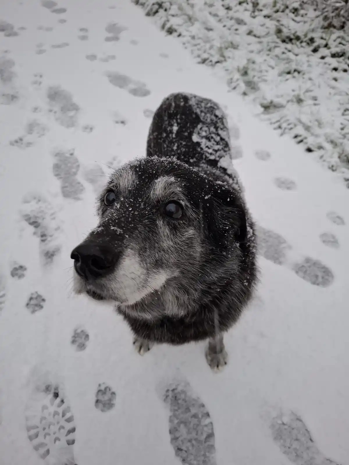 A close-up photo of an older, black-and-white dog standing in snow, looking up at the camera with snowflakes on its fur. The…