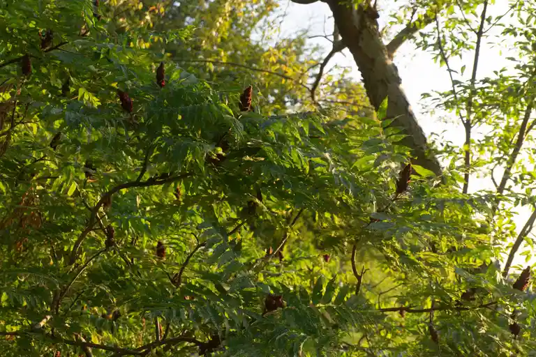 A close-up photo of a tree with green leaves and dark red, cone-shaped berries, bathed in warm sunlight. Overlaid text reads…