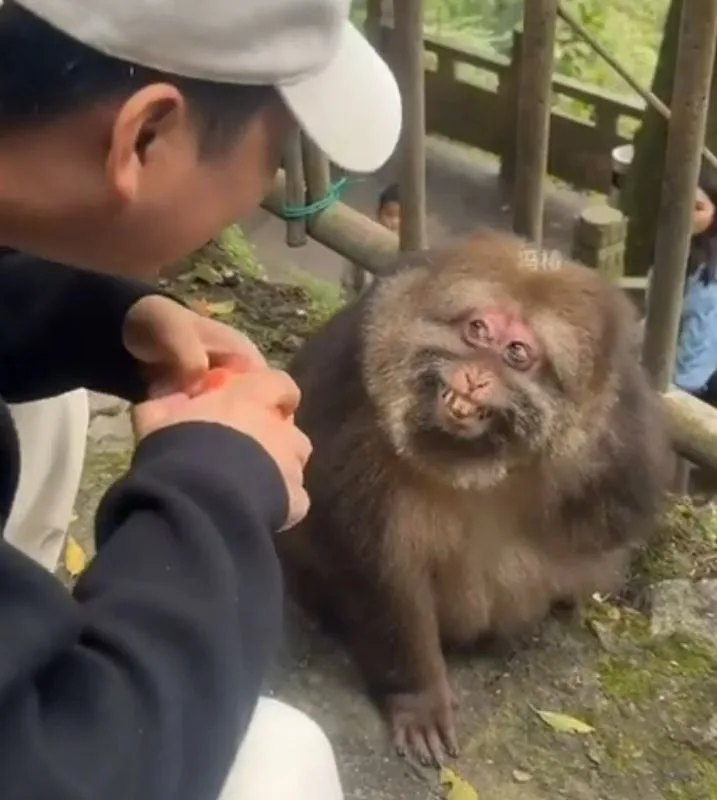 A person in a white cap and dark jacket crouches to offer a small orange object to a large, furry monkey with a grumpy…