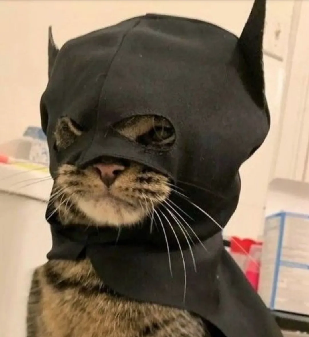 A tabby cat wears a black Batman cowl with pointed ears and eye holes, looking directly at the camera with a calm, slightly…