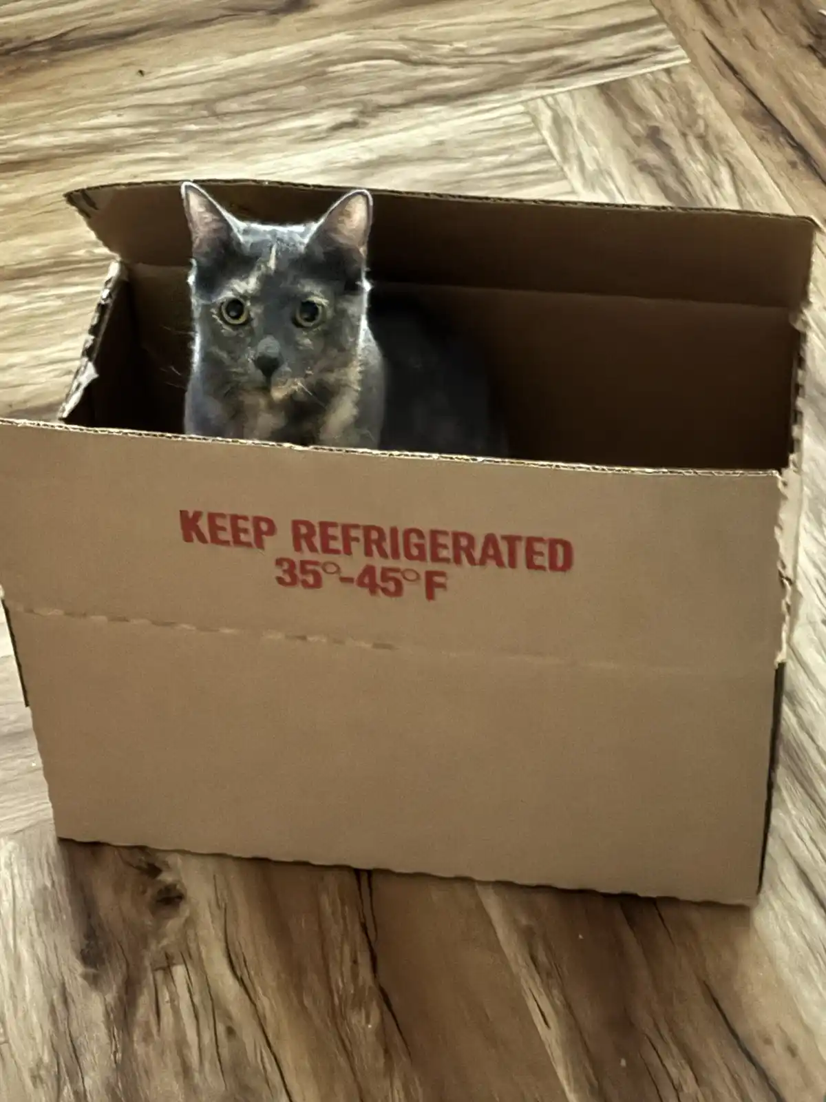 A gray cat with yellow eyes peers out from inside a cardboard box that has red text printed on its side reading 'KEEP…