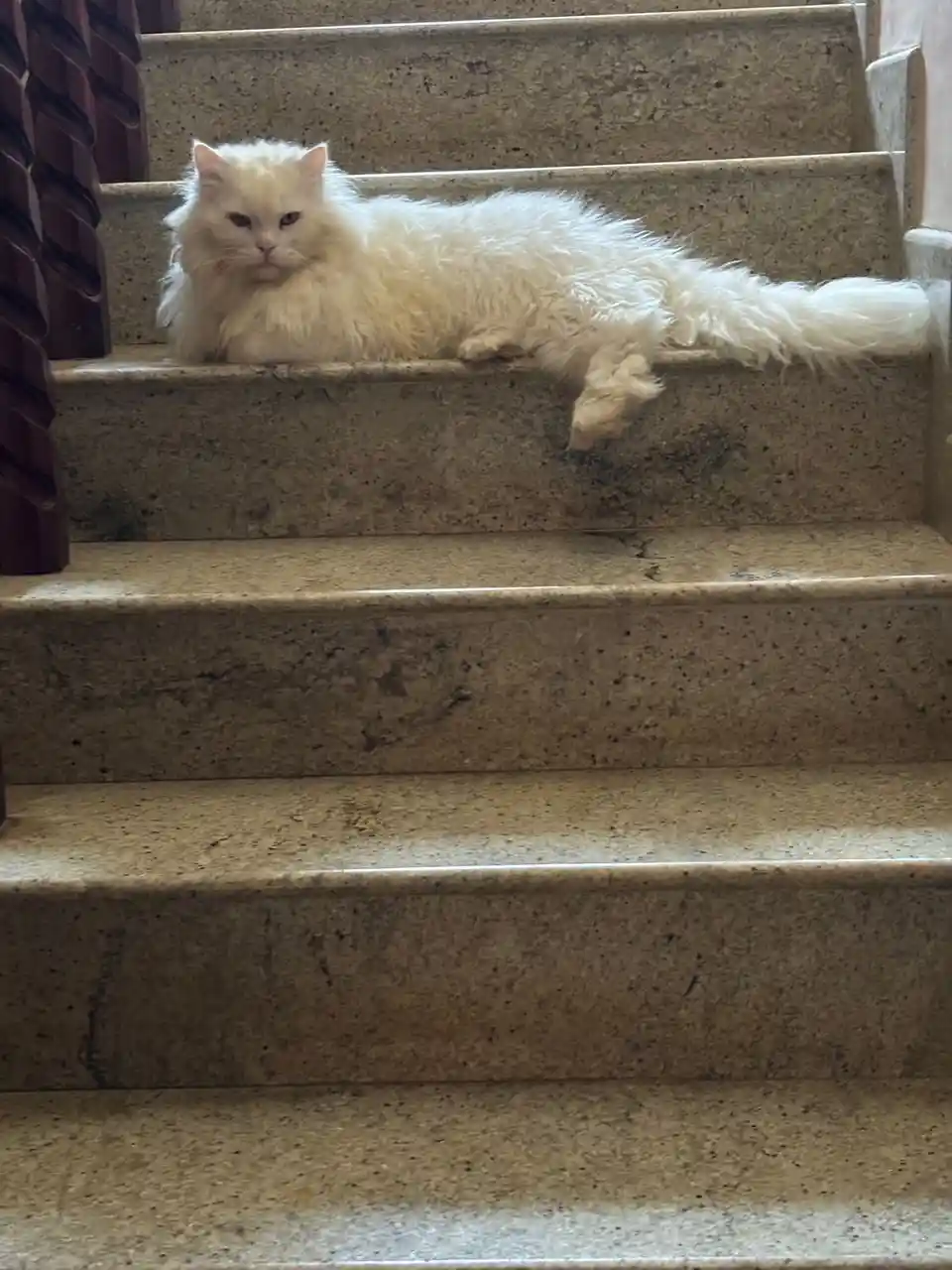 A fluffy white cat lounges on a set of speckled beige granite stairs, looking directly at the camera with a bored…