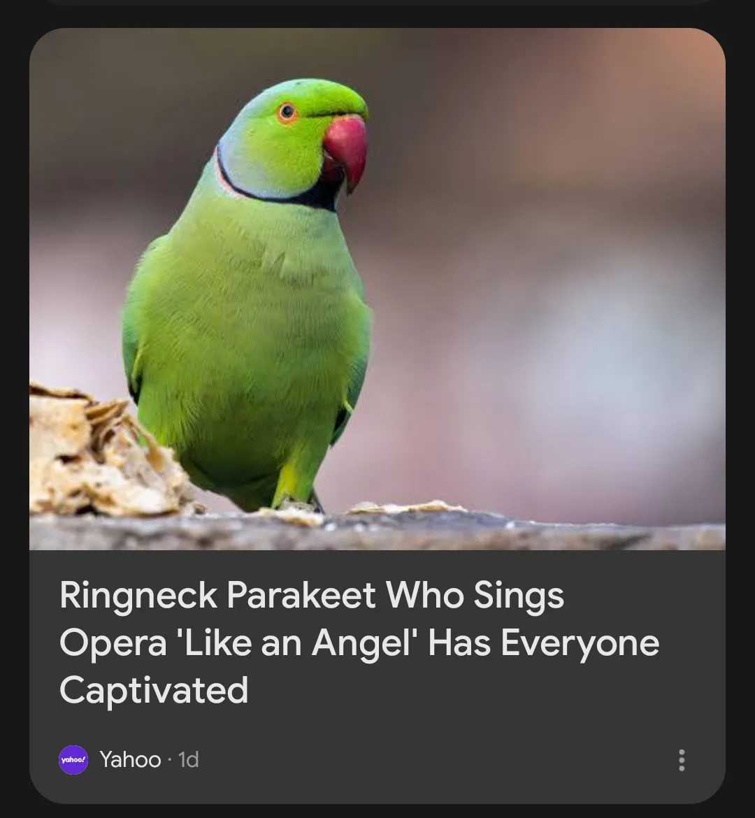 A close-up photograph shows a green ringneck parakeet perched on a rough surface, looking toward the right. The bird has a…
