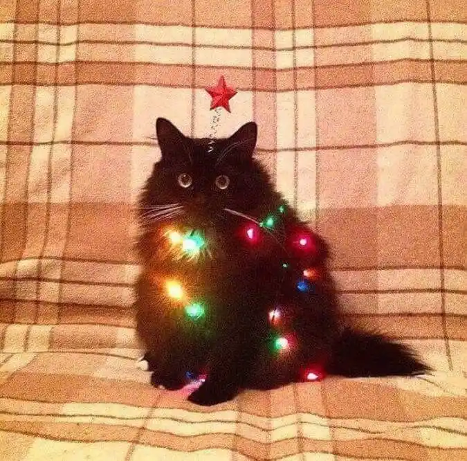 A fluffy black cat sits on a plaid blanket, adorned with colorful string lights wrapped around its body and a red star on…