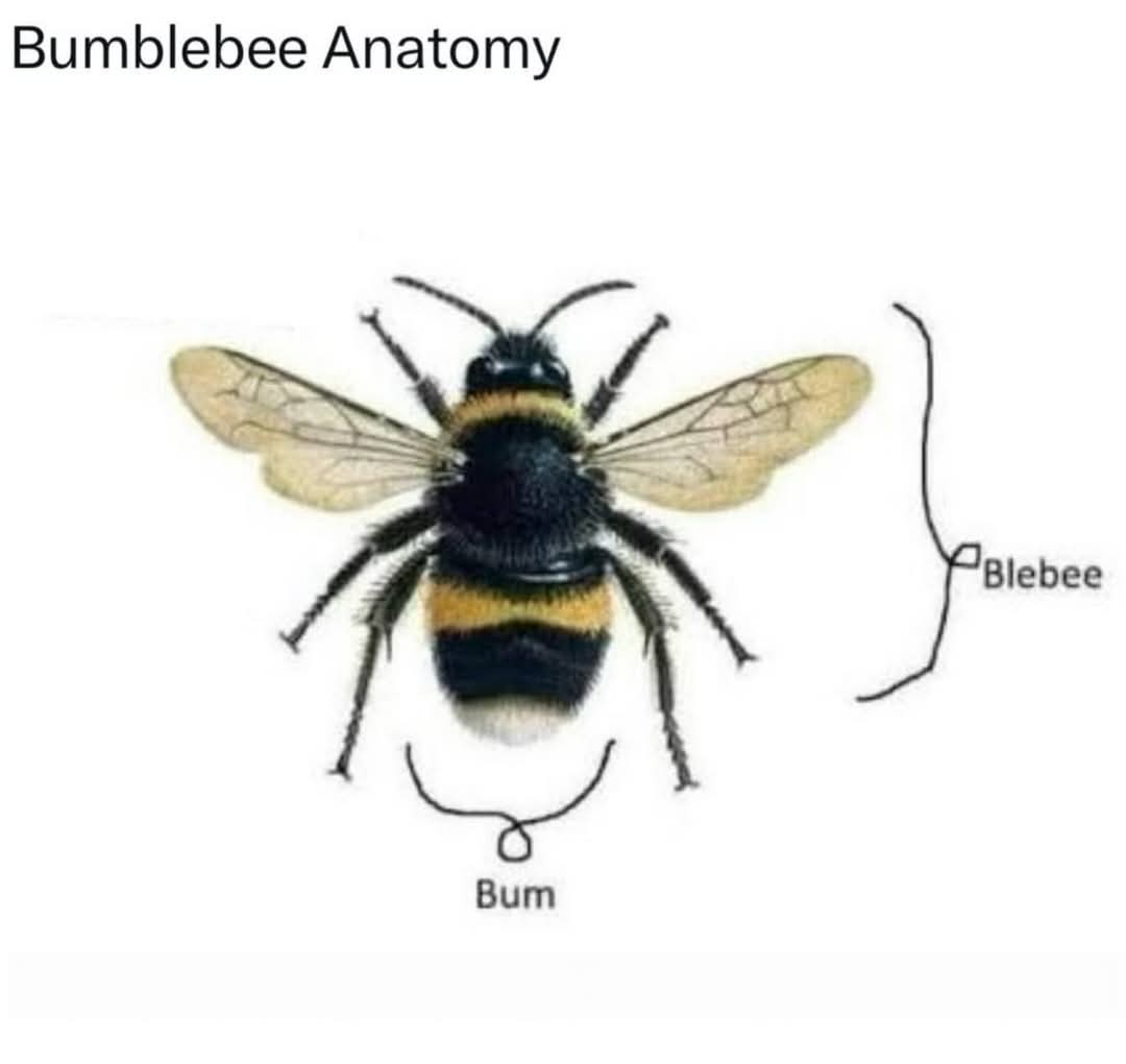 An illustrated bumblebee is labeled with humorous anatomical parts: 'Blebee' points to one of its wings, and 'Bum' points to…