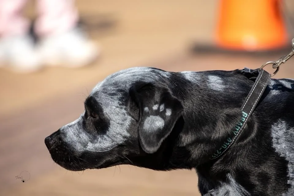 A close-up profile shot of a black and white spotted dog, likely a Great Dane, wearing a harness with green text. A distinct…