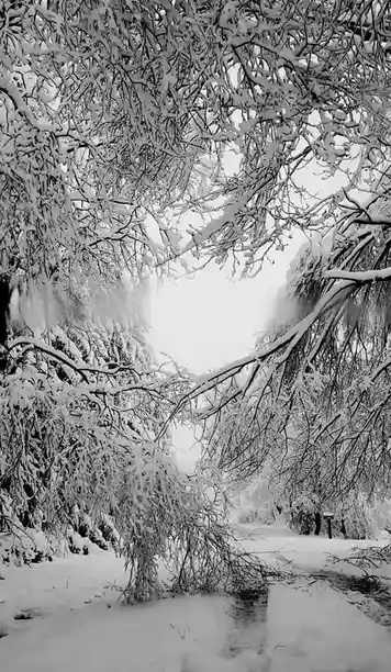 A black-and-white photo shows a snowy forest path framed by snow-laden tree branches, with a faintly visible person in the…