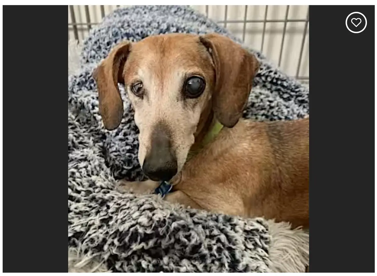 A close-up photo of a brown dachshund with large, soulful eyes, resting on a shaggy gray and white blanket inside a wire…