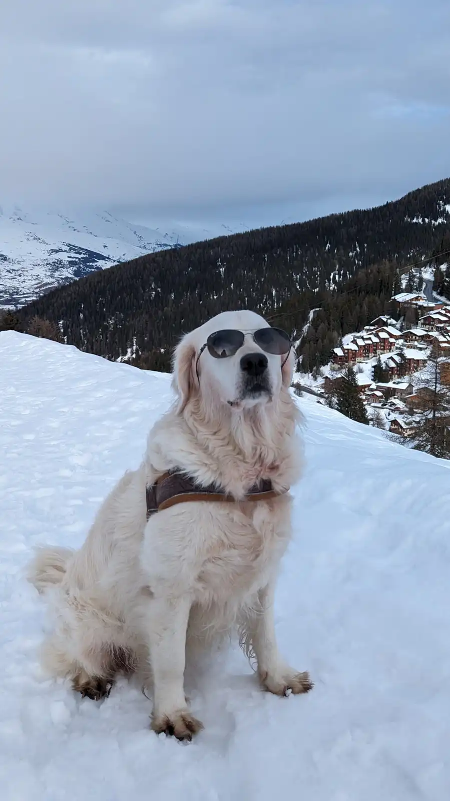 A fluffy white dog wearing sunglasses sits calmly in deep snow on a snowy mountain slope, with a village and forested hills…