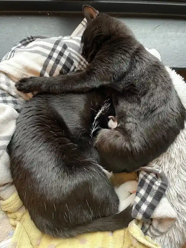 Cuddly Kittens Enjoying Each Other's Company