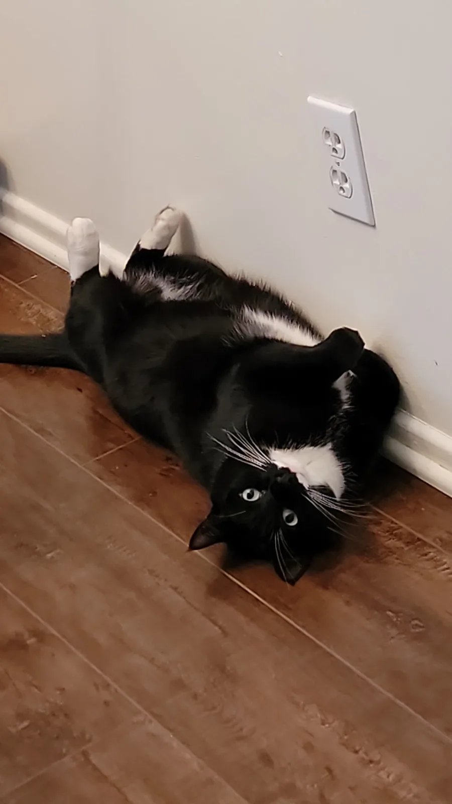 A black and white cat lies on its back on a wooden floor, looking up with wide eyes, positioned near a white wall and…