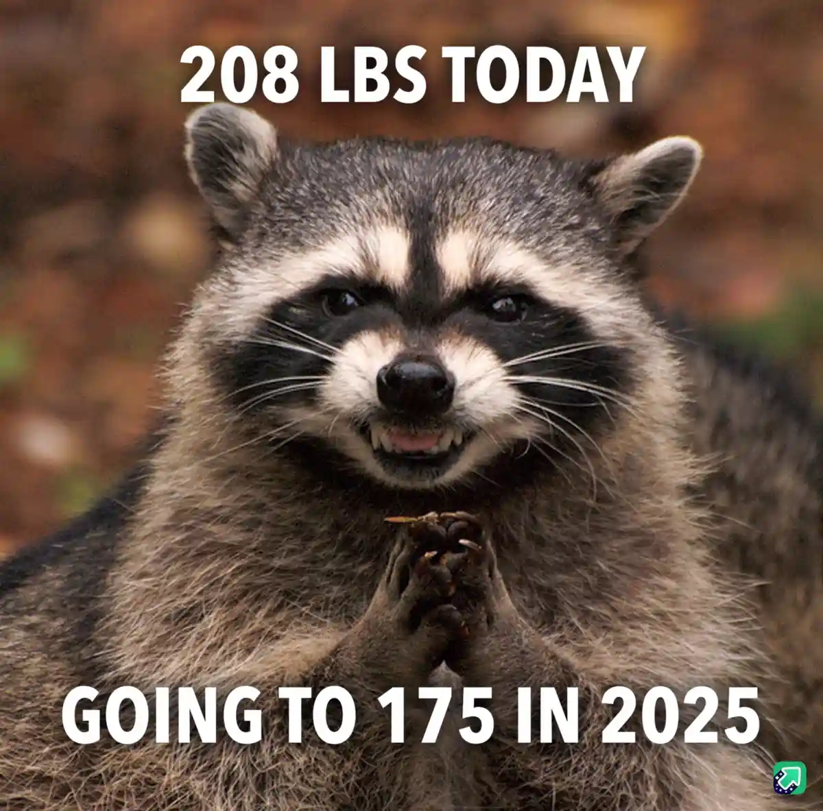 A close-up photo of a raccoon with its paws clasped together in a pleading gesture, looking directly at the camera. White…