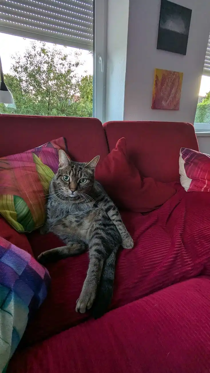 A tabby cat with green eyes sits regally on a red corduroy couch, surrounded by colorful pillows, staring directly at the…