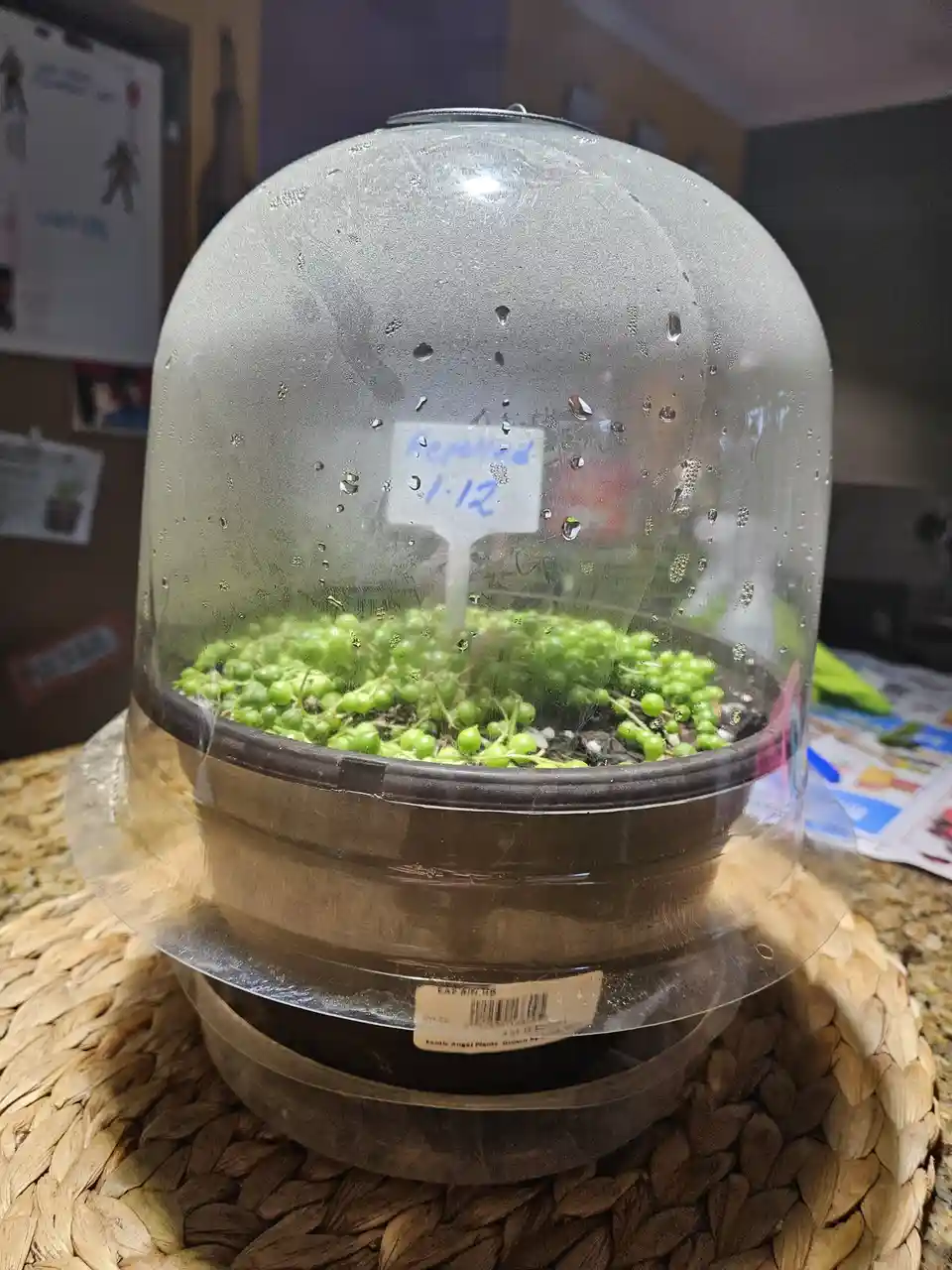 A small potted plant with green, bead-like foliage sits under a clear, dome-shaped plastic cloche, which is covered in…