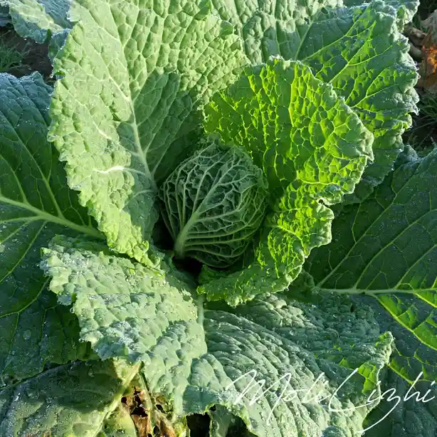 A close-up photograph of a vibrant green cabbage with large, textured leaves covered in dewdrops, illuminated by sunlight…
