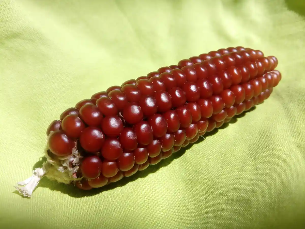 A close-up photograph shows a single ear of red corn with glossy kernels, resting diagonally on a bright lime-green fabric…