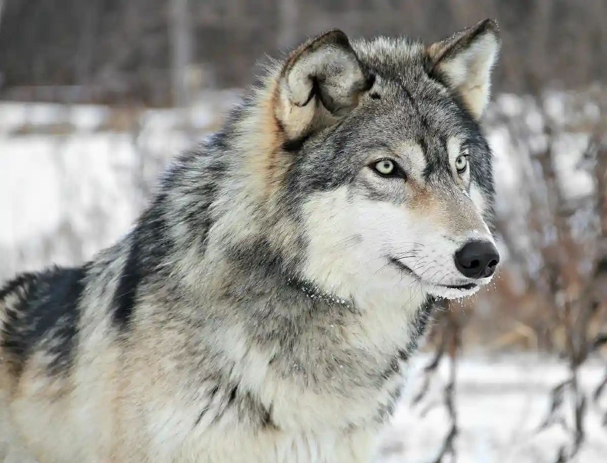 A close-up photograph of a gray wolf with piercing green eyes, standing in a snowy, wooded environment. The wolf's fur is…