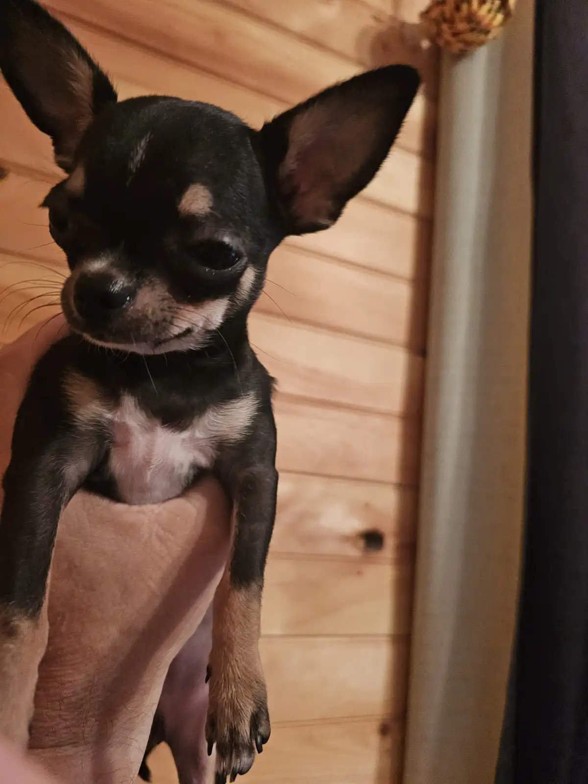 A small black and tan chihuahua with large ears is being held upright by a person's hand, looking directly at the camera…