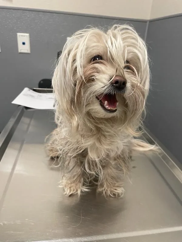 A small, fluffy, light-colored dog with long hair stands on a stainless steel veterinary examination table, looking directly…