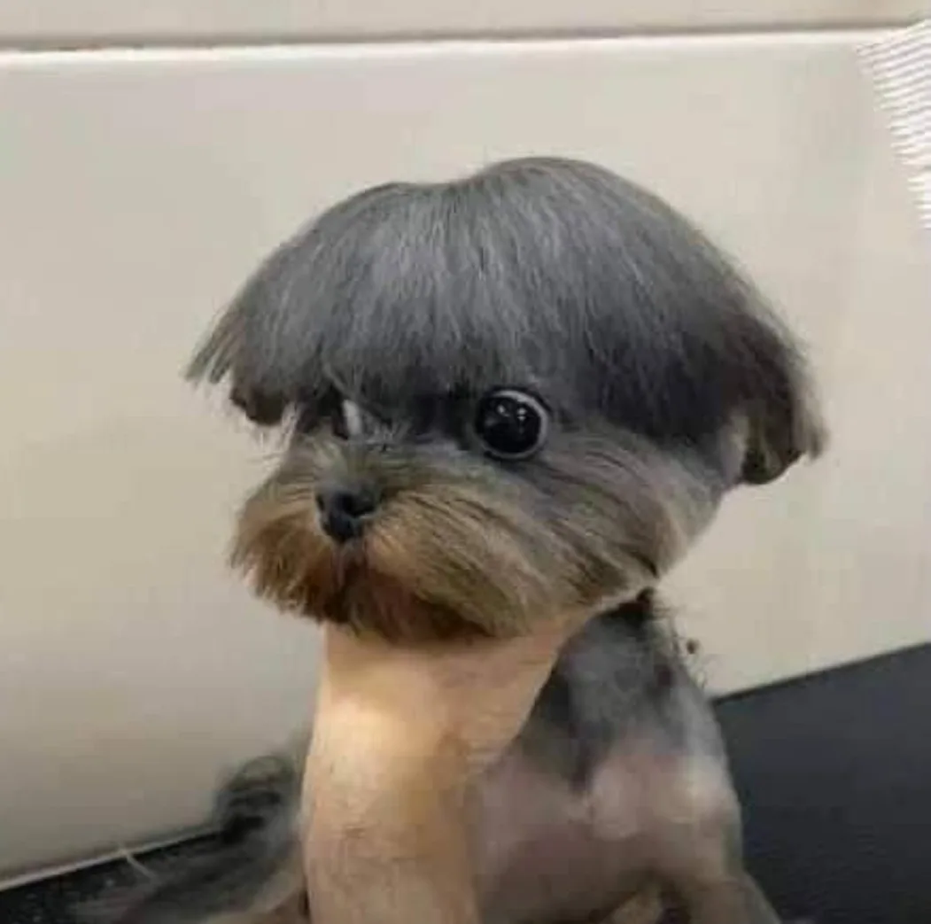 A small dog with a shaved body and a haircut that looks like a human's bowl-cut hairstyle, complete with bangs and a…
