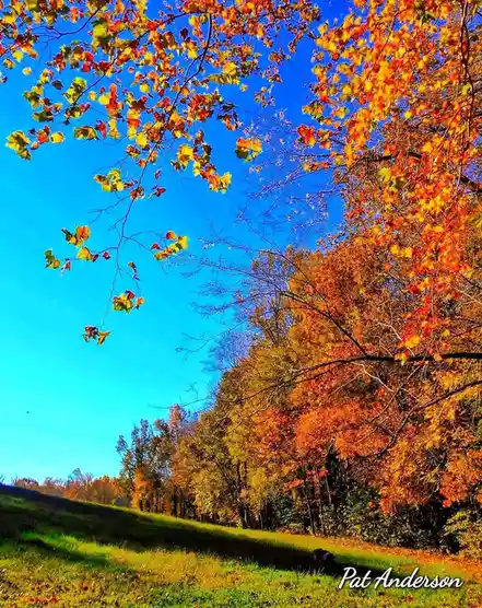 A vibrant autumn landscape photograph showing a grassy hill under a clear blue sky, framed by trees with brilliant orange…