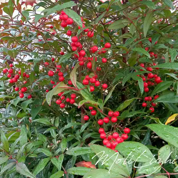 A close-up photo of a bush with glossy green leaves and clusters of bright red berries, with water droplets visible on the…