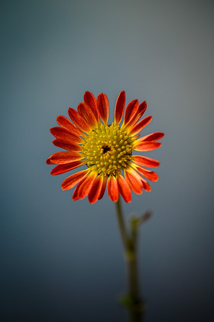 A close-up photograph of a single orange-red daisy-like flower with a yellow center, set against a blurred blue-gray…