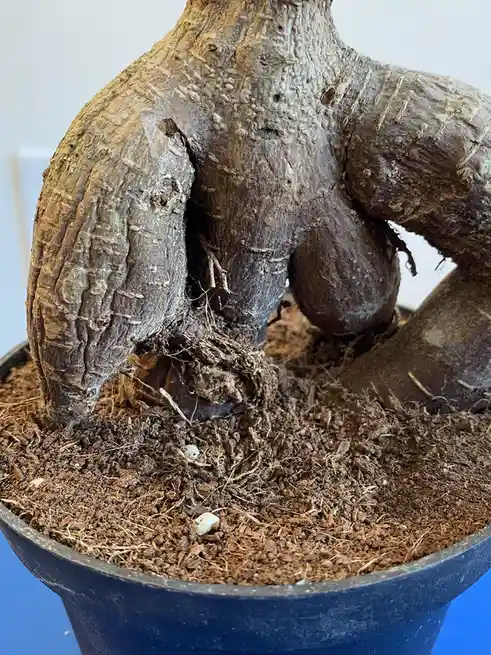 Meet the Unique Ficus Ginseng: A Plant Like No Other