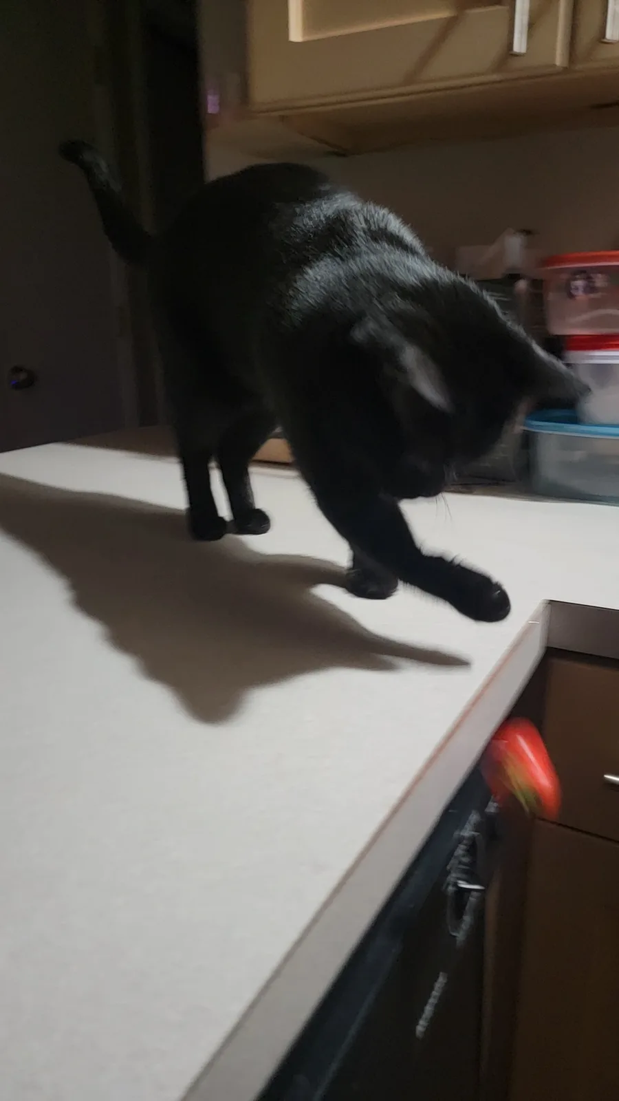 A black cat is standing on a white kitchen countertop, leaning forward with its head down as if inspecting something. Its…