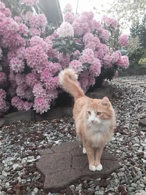An orange and white cat stands confidently on a stone path in front of a large bush of pink flowers, its tail held high. The…