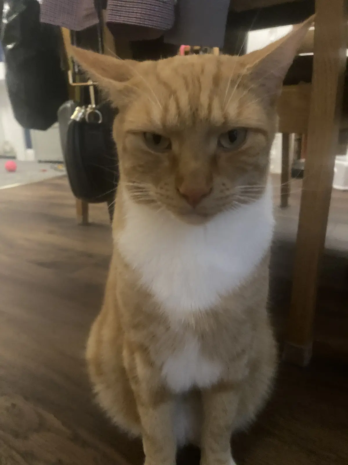 An orange tabby cat with a white chest sits on a wooden floor, looking directly at the camera with a stern, unimpressed…