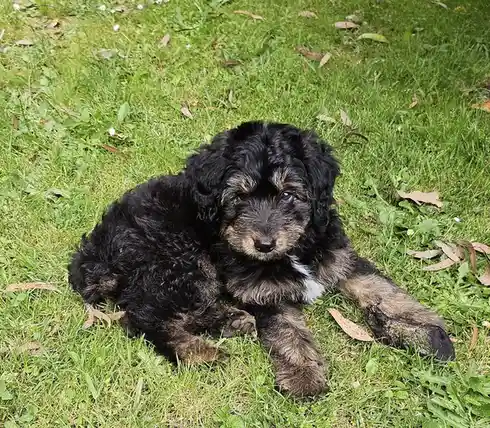 Meet Jasper: The Star of the Show