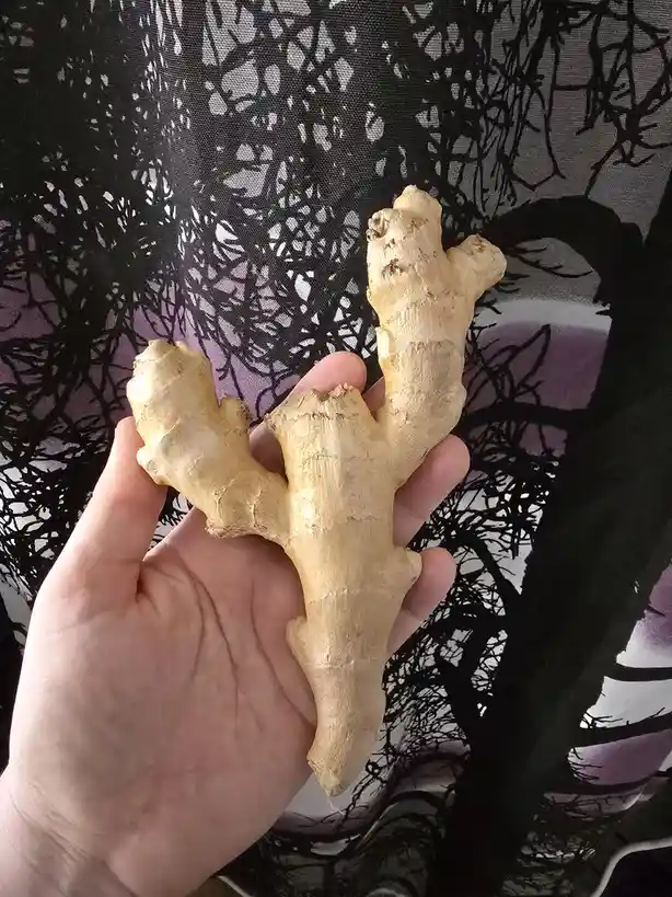 A hand holds a large, irregularly shaped ginger root against a black and white patterned fabric background. The overlaid…