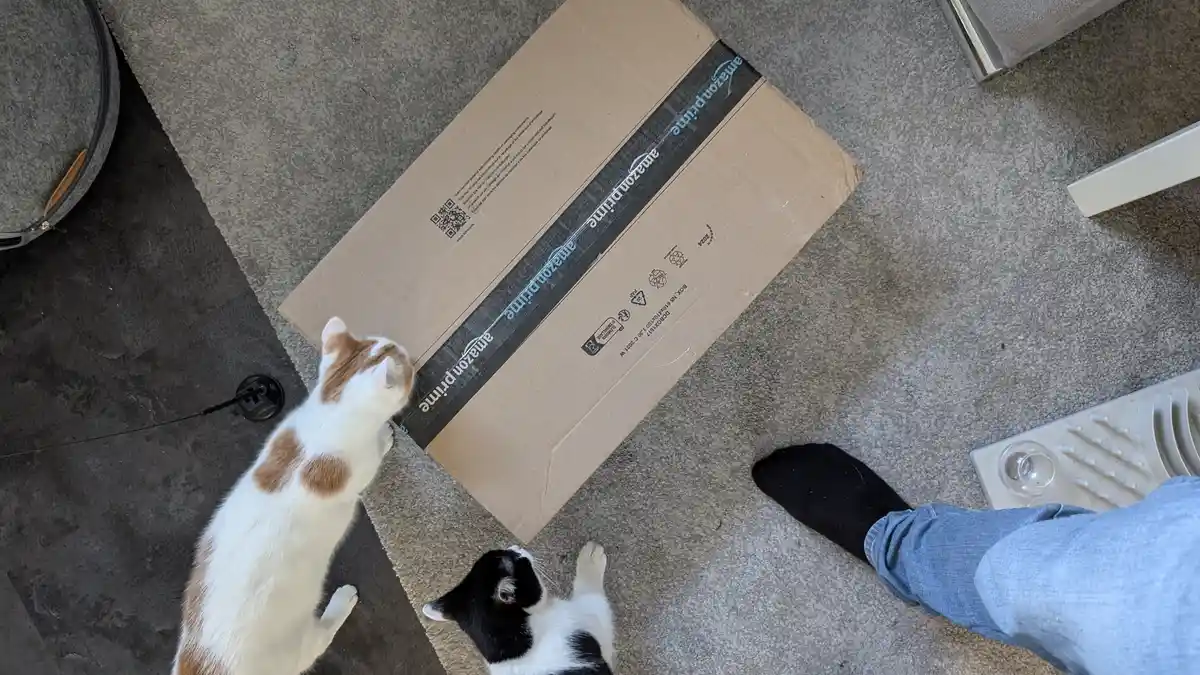 An overhead shot shows two cats, one white with orange patches and one black and white, intently staring at a large Amazon…