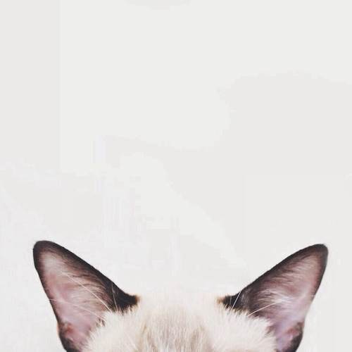 The image shows the top of a cat's head, focusing on its two pointed ears and the top of its light-colored fur, against a…