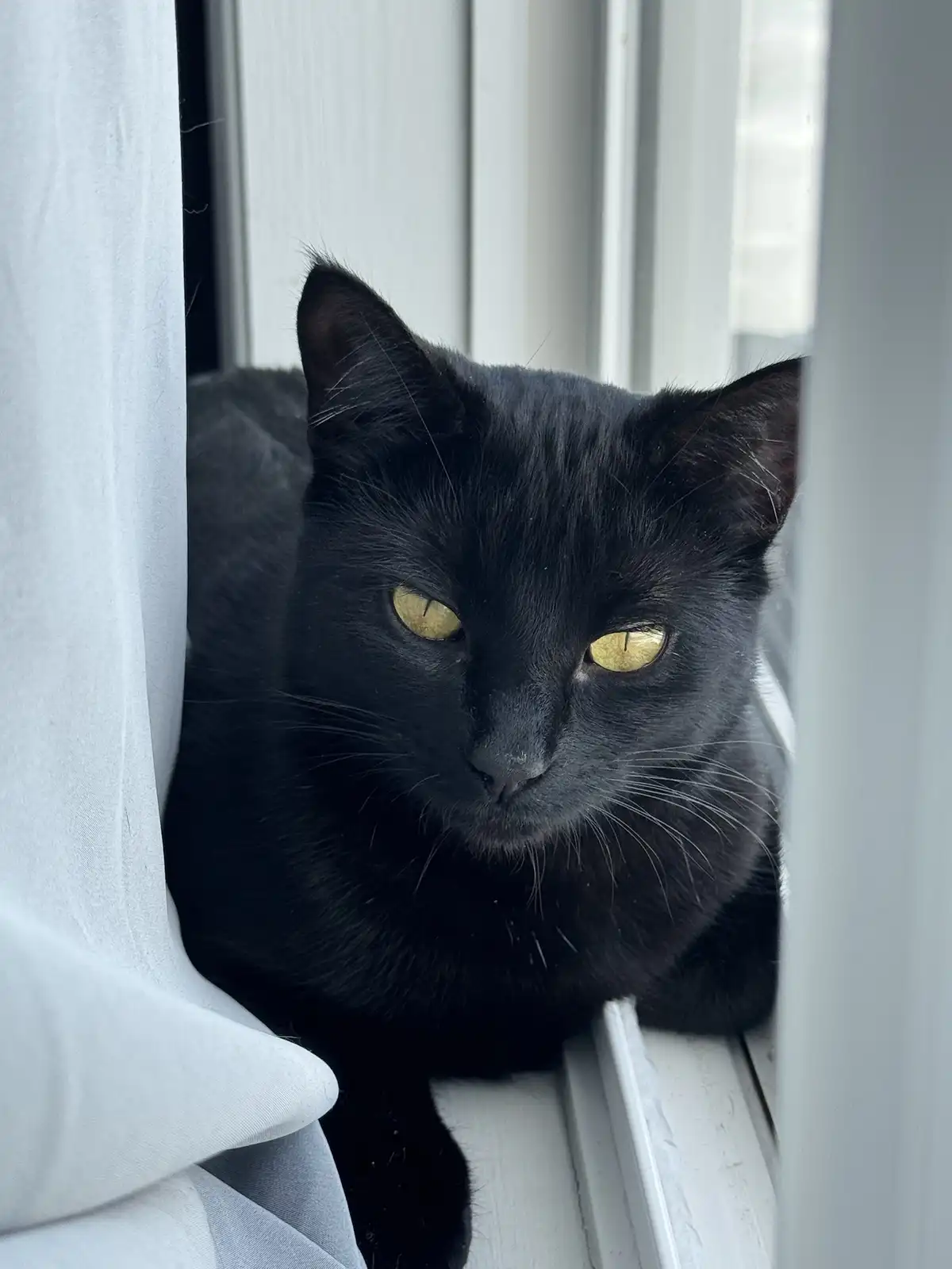 A black cat with striking yellow eyes peers intently from behind white curtains, sitting on a white windowsill. The overlaid…