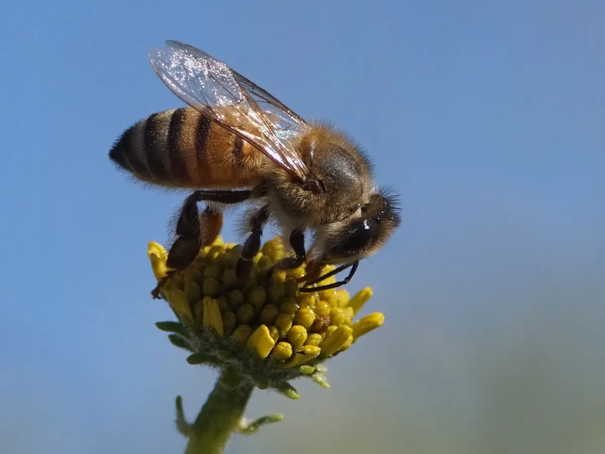 Bees buzzing happily in the Brittlebush.