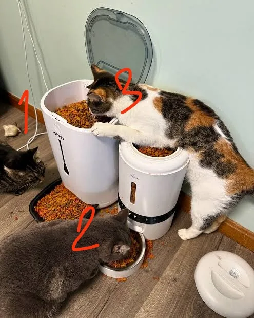A calico cat leans over a large white automatic pet food dispenser, pawing at the kibble inside, while a gray cat eats from…