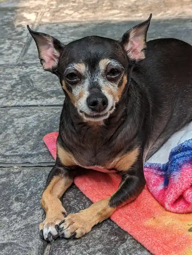 A small black and tan dog with white muzzle markings and alert ears lies on a colorful pink, orange, and blue blanket on a…