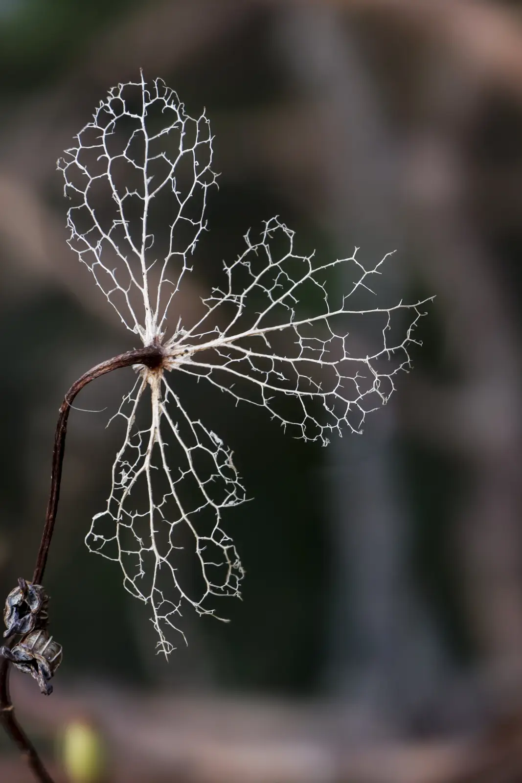 Nature Moment of the Day #24 - A Closer Look at the Wonders
