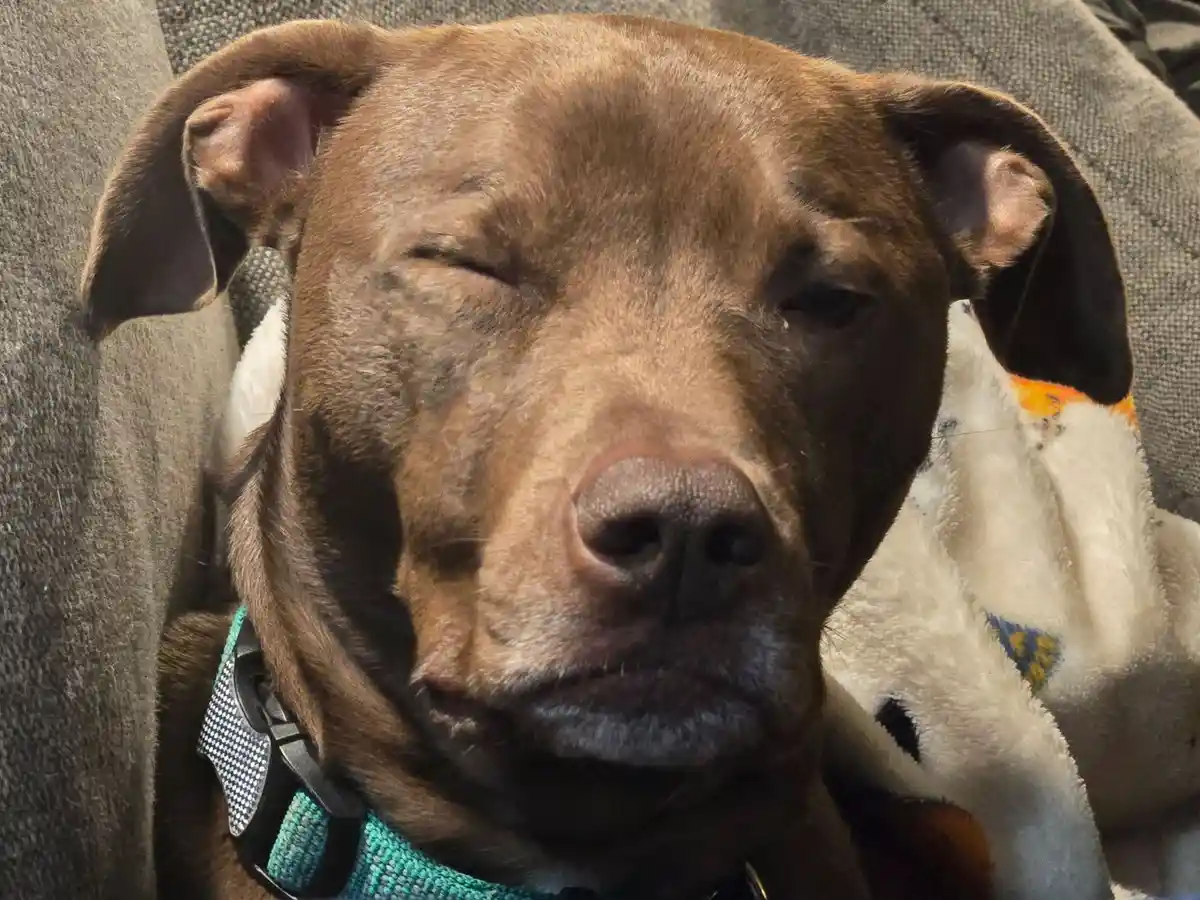 A close-up photo of a brown dog with one eye closed and the other partially open, appearing sleepy or unbothered, while…