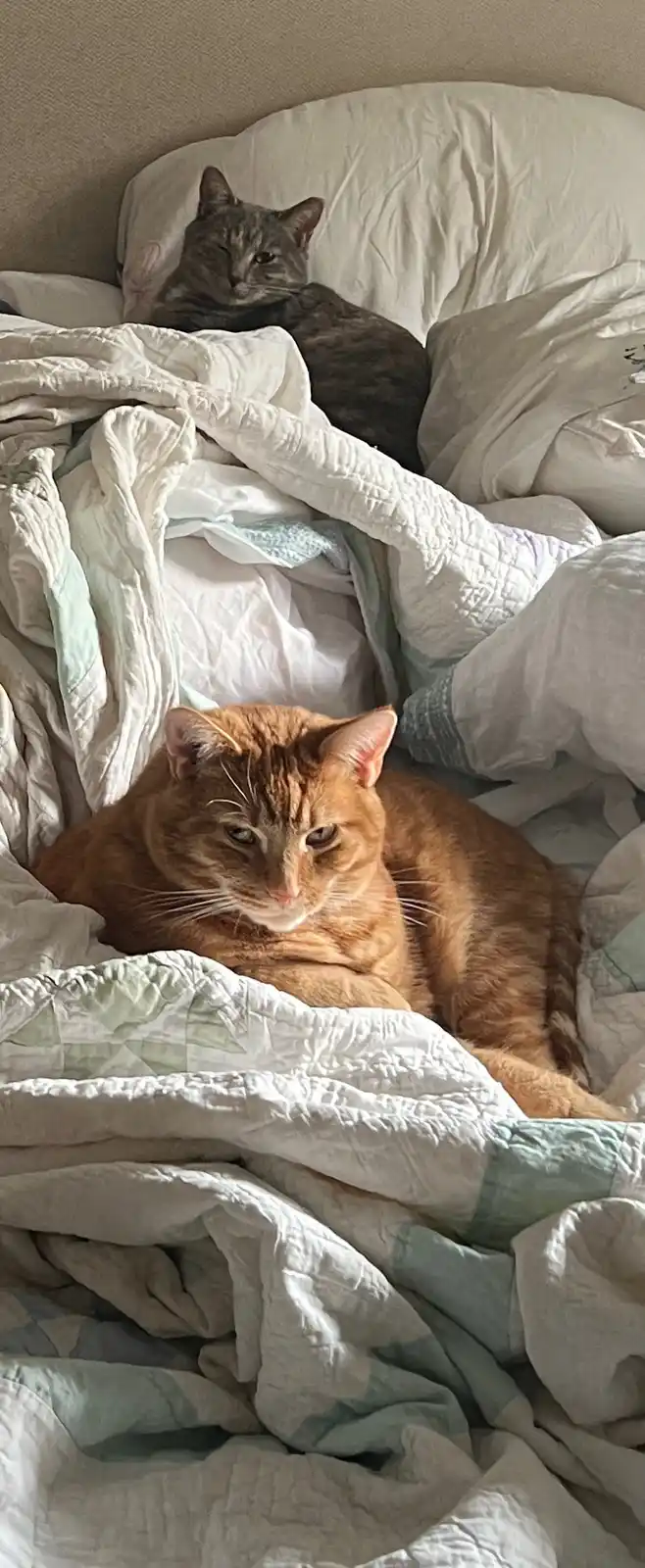 Two cats are lounging on a messy bed with rumpled white and light blue quilts. The orange tabby in the foreground has a…