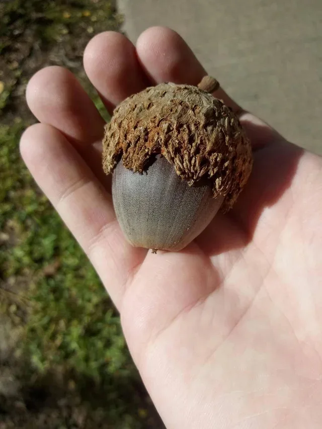 A close-up photo shows a human hand holding a single acorn with its cap still attached. The acorn is centered in the palm…