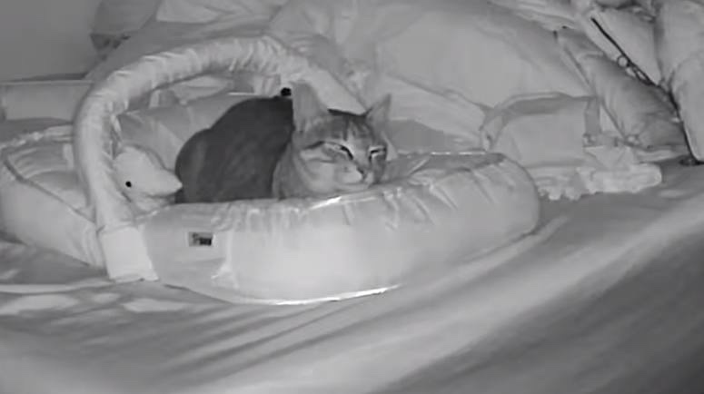 A grayscale, night-vision style photo shows a tabby cat curled up inside a circular, padded baby bassinet on a bed. The cat…