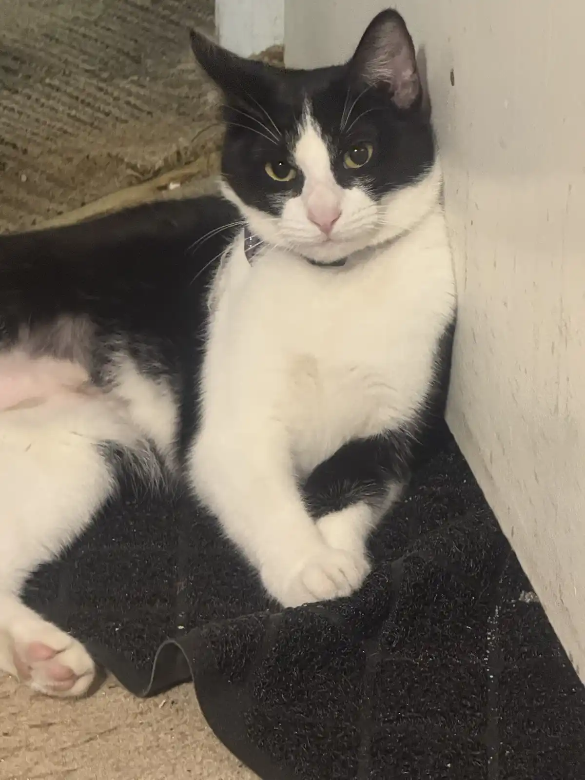 A black and white cat with yellow eyes sits calmly on a black towel, leaning against a wall next to a carpeted floor. The…