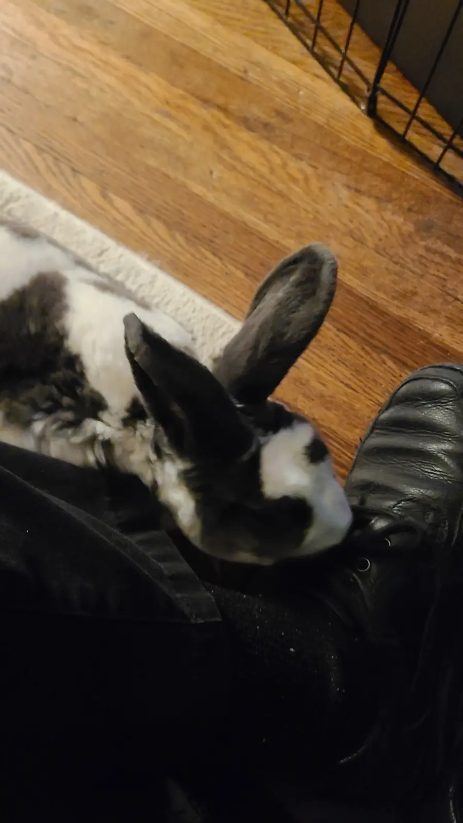 A black and white rabbit is lying on its back on a wooden floor next to a black leather shoe and a person's black pants…