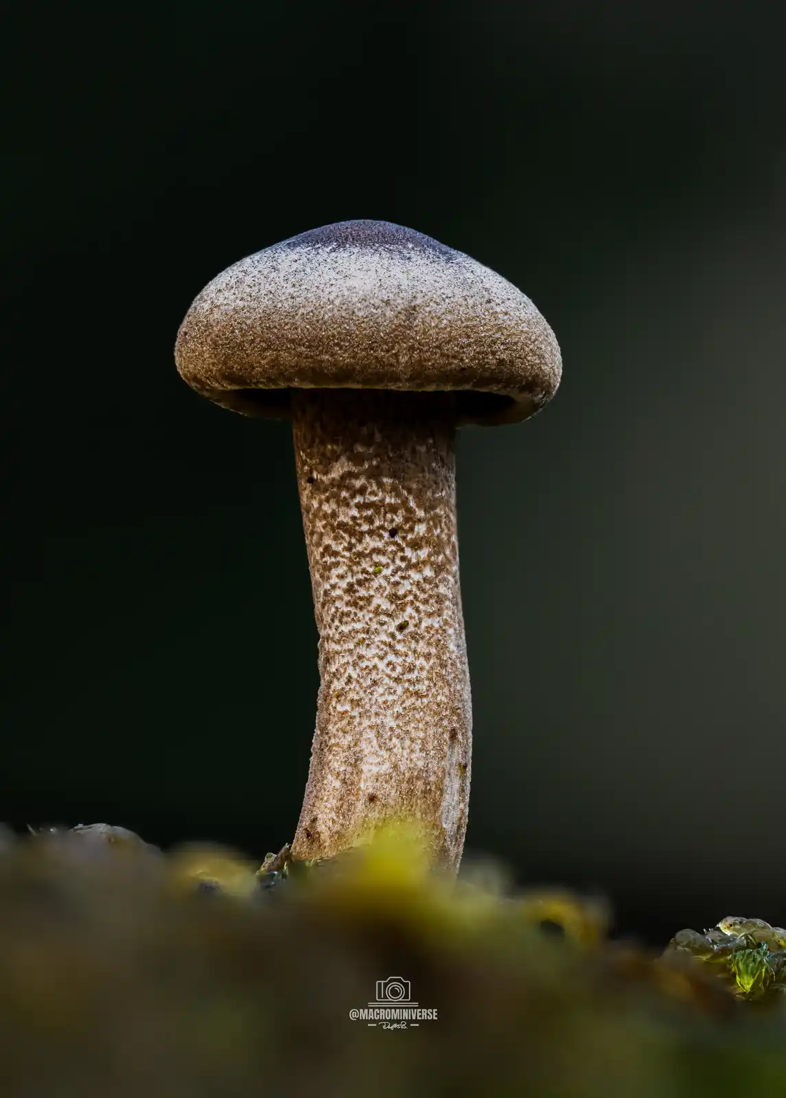 Discovering Winter Polypore (Lentinus brumalis) [OC]