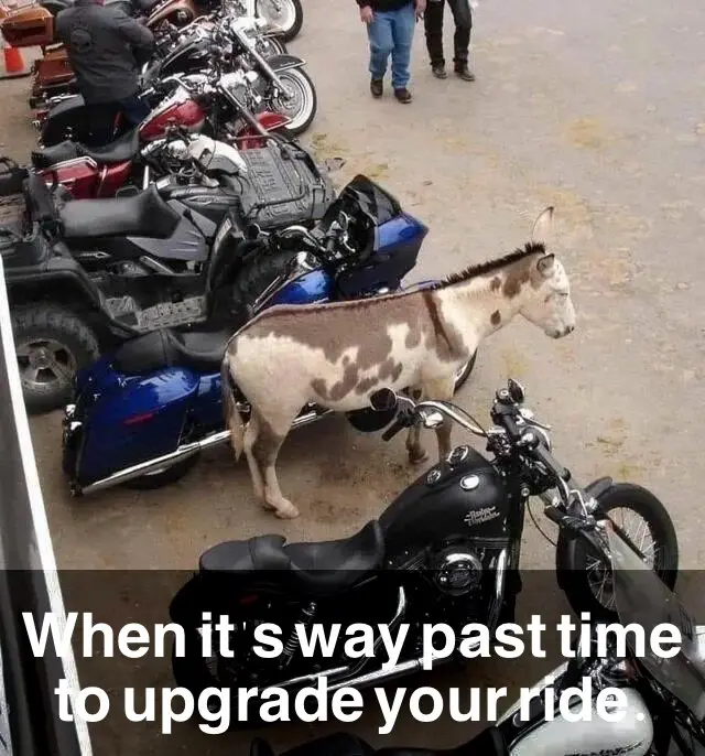A donkey stands among a row of parked motorcycles, looking at one in particular. The overlaid text reads 'When it's way past…